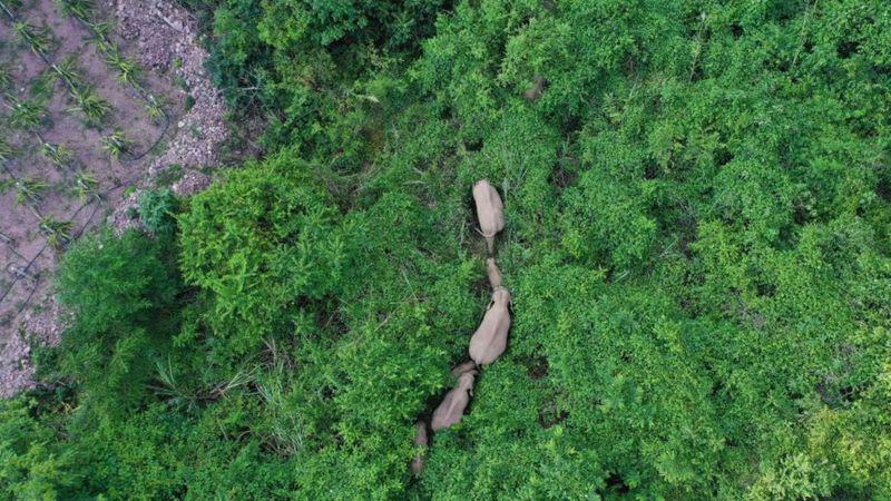 La manada de elefantes que ha recorrido más de 500 kilómetros y que tiene desconcertados a los científicos en China