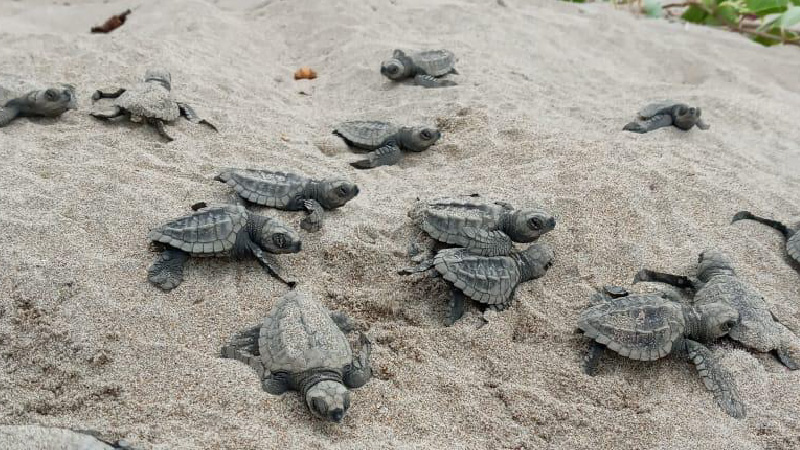Nace medio centenar de tortugas golfina en playa de Esmeraldas