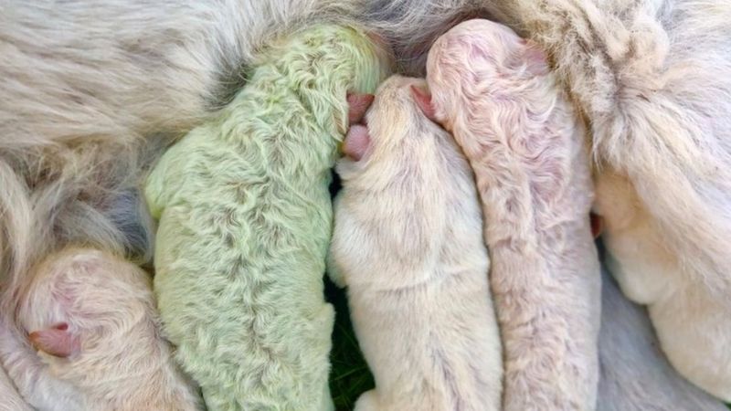 &quot;Pistacho&quot;, el raro perrito verde que nació en Italia