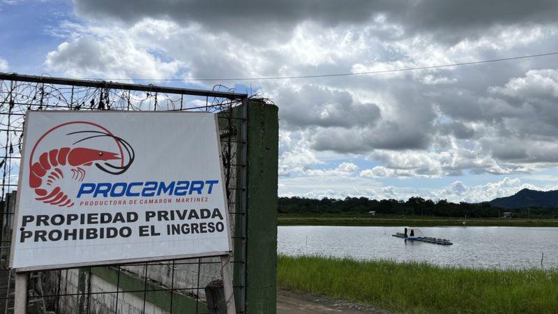 Cómo Ecuador se convirtió en el mayor exportador mundial de camarones (y qué papel clave jugó China)