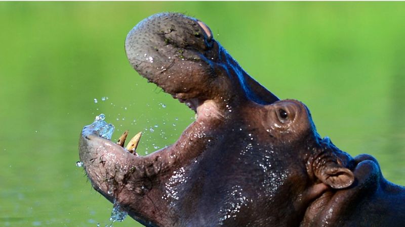 Hipopótamos de Pablo Escobar son una “bomba de tiempo”, según científicos