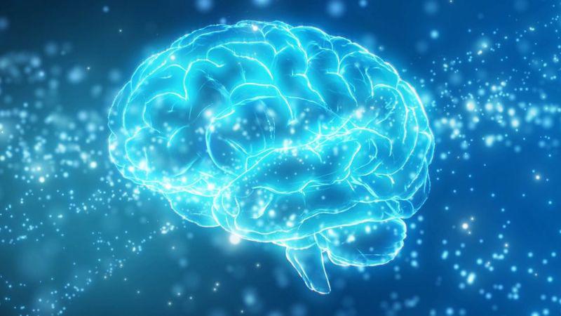 Qué es la misteriosa zona incierta del cerebro (y qué pistas ofrece un nueva investigación sobre ella)