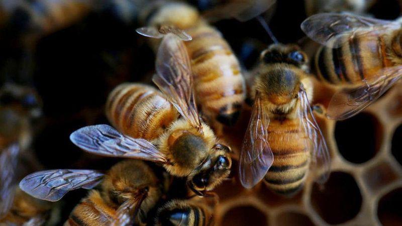 La combinación mortal que está matando a las abejas en todo el mundo