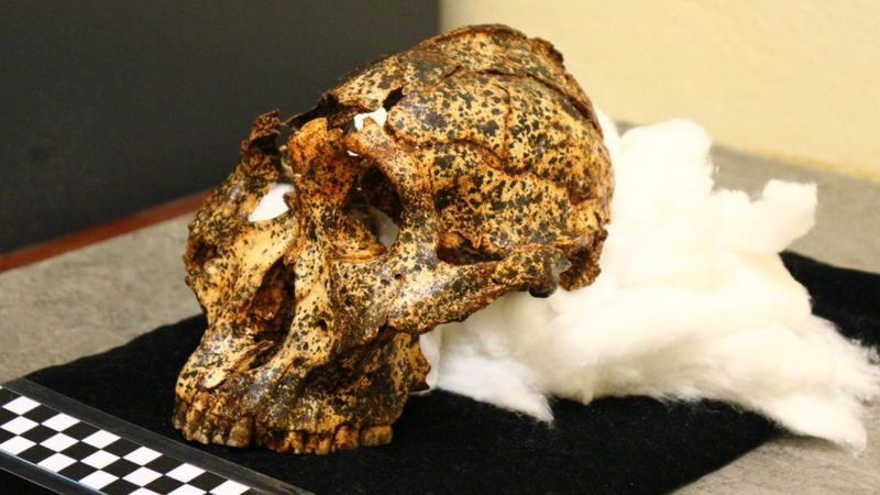 Descubren el cráneo de dos millones de años de un &quot;primo&quot; ancestral de los humanos