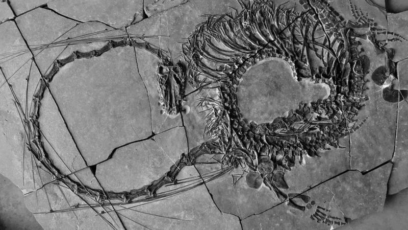 El espectacular fósil de un dinosaurio “dragón” descubierto en China