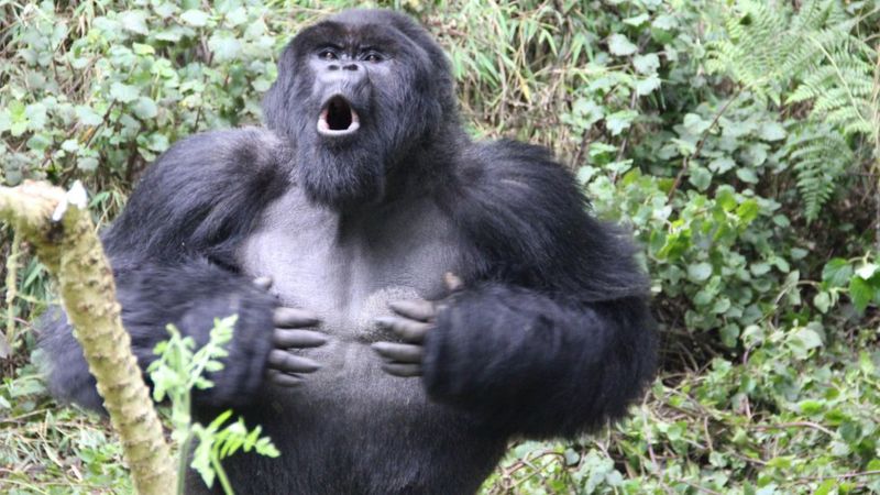 La verdadera razón por la que los gorilas se golpean el pecho
