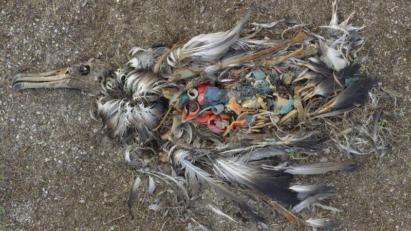 La impactante fotografía que cambió nuestra visión de la crisis del plástico