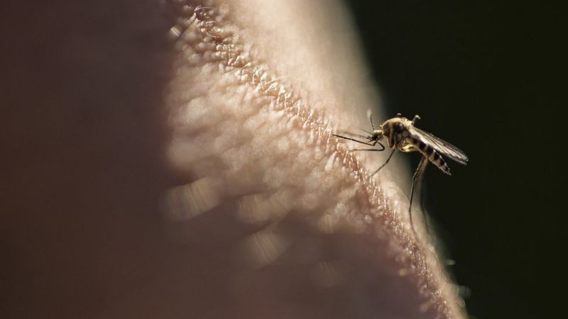 La vacuna que demostró alta eficacia contra la Malaria