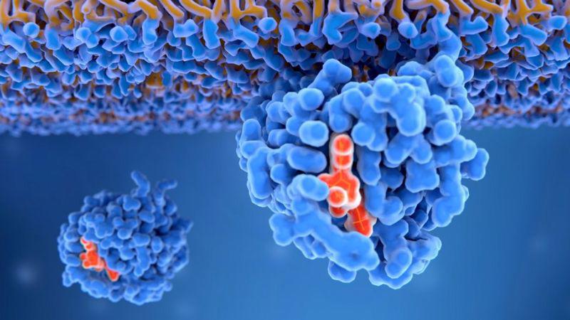 KRAS, la proteína maldita del cáncer que es el objetivo de las investigaciones para los tratamientos modernos