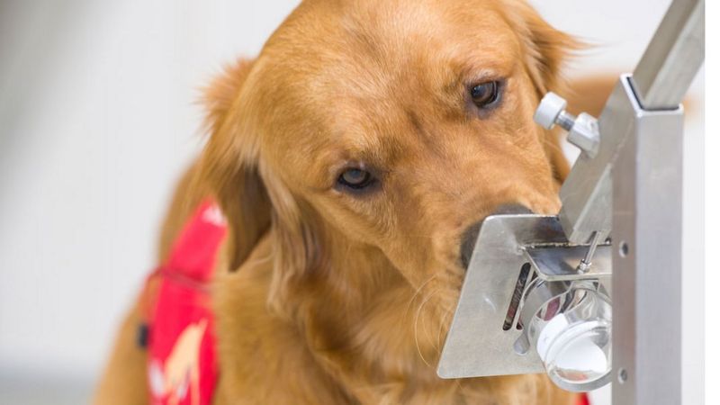 Síntomas de COVID-19: los perros pueden detectarlos