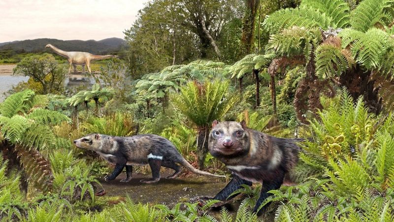Cómo era la “bestia de cinco dientes”, el mamífero de la era de los dinosaurios descubierto en la Patagonia chilena