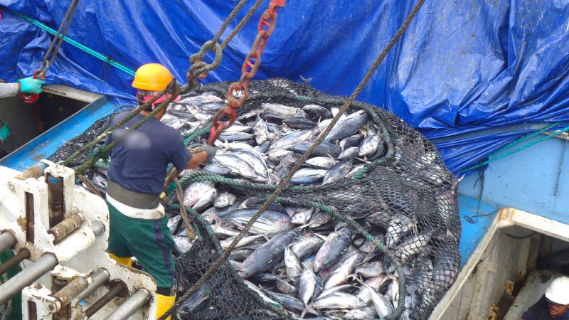 Exportación de pesca a la UE se mantiene, según Gobierno