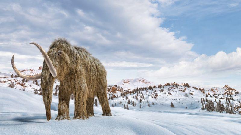 Cambio climático: los científicos que quieren resucitar mamuts para salvar el planeta