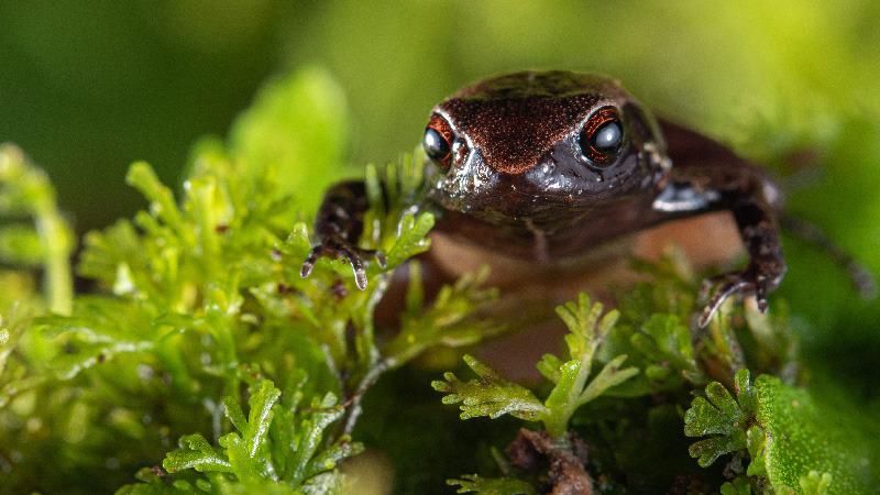 Descubierta nueva especie de rana diminuta en Ecuador
