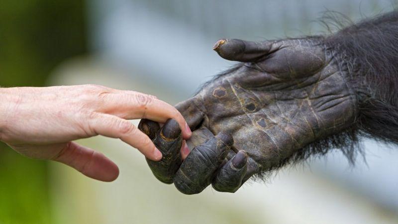 Por qué los humanos, a diferencia de otros primates, no tenemos el cuerpo completamente cubierto de pelo