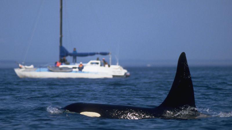 Las posibles razones de los crecientes ataques de grupos de orcas contra embarcaciones