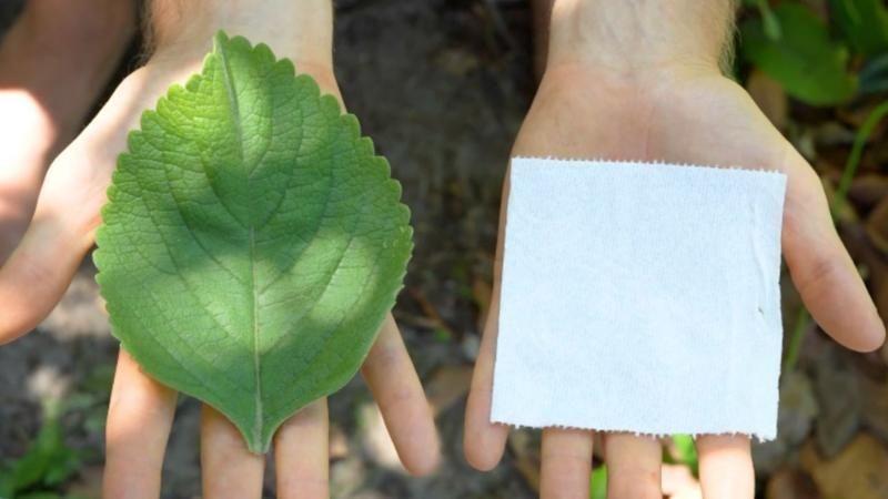 El papel higiénico del futuro: la planta que se usa como alternativa al papel sanitario en África y EE.UU.