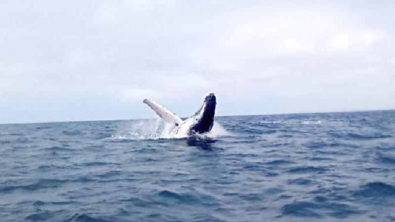 La época de avistamiento de ballenas empieza desde junio.