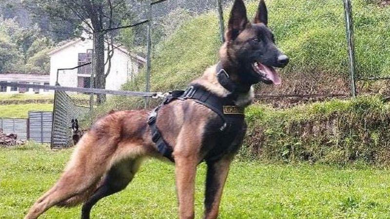 Niños desaparecidos en la selva de Colombia: Wilson, el perro rescatista que al parecer encontró a los menores pero ahora está perdido