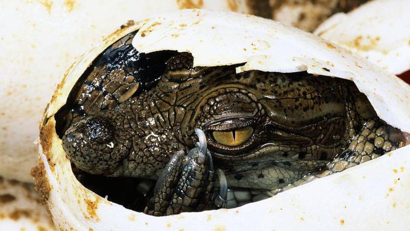 El inusual “nacimiento virgen” en una cocodrilo hembra que se embarazó sin ayuda de un macho