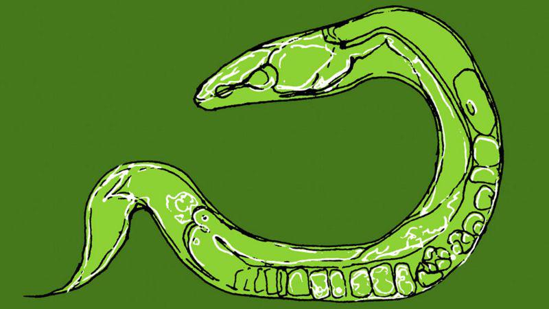 La criatura transparente que ha revelado cómo funciona nuestro cuerpo