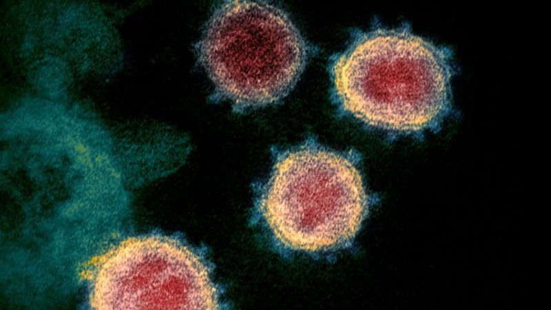 Coronavirus: el misterioso &quot;gen dentro del gen&quot; que descubrieron escondido
