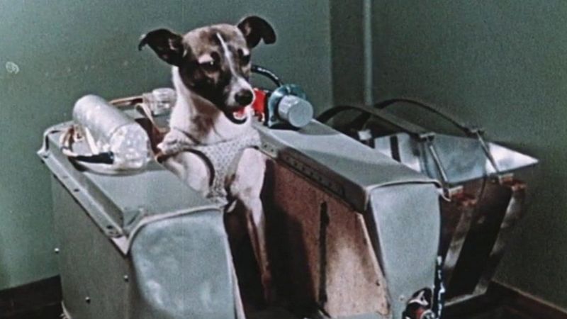 Laika, la perrita &quot;pionera&quot; enviada a morir al espacio
