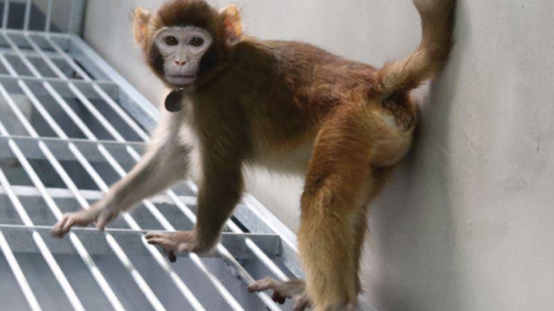 Por qué causa polémica el primer mono Rhesus clonado que presentaron científicos chinos