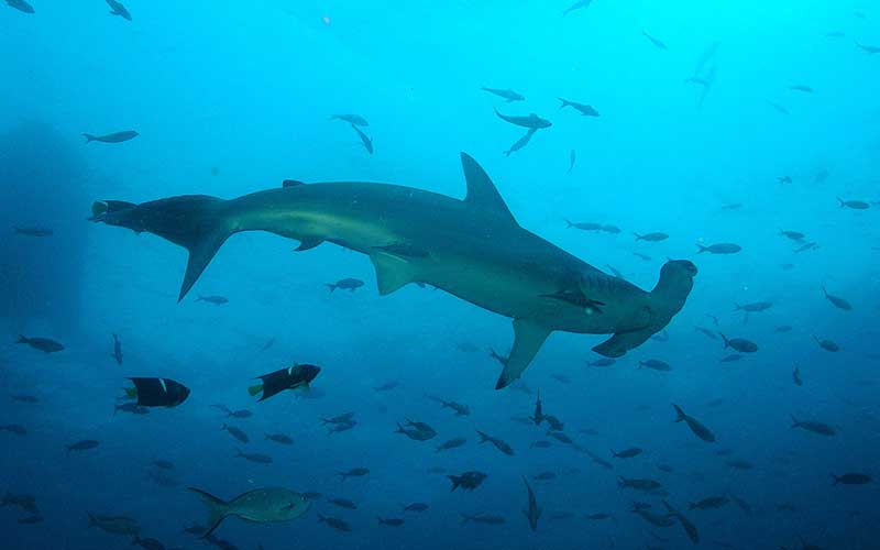 La idílica guardería protegida de tiburones martillo en las Islas Galápagos