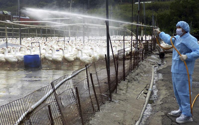 Gripe aviar se expande en el este de China con el contagio en dos humanos