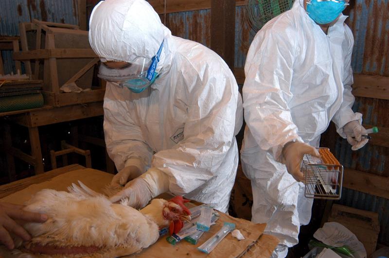 Confirmado un segundo brote de gripe aviar en Alemania