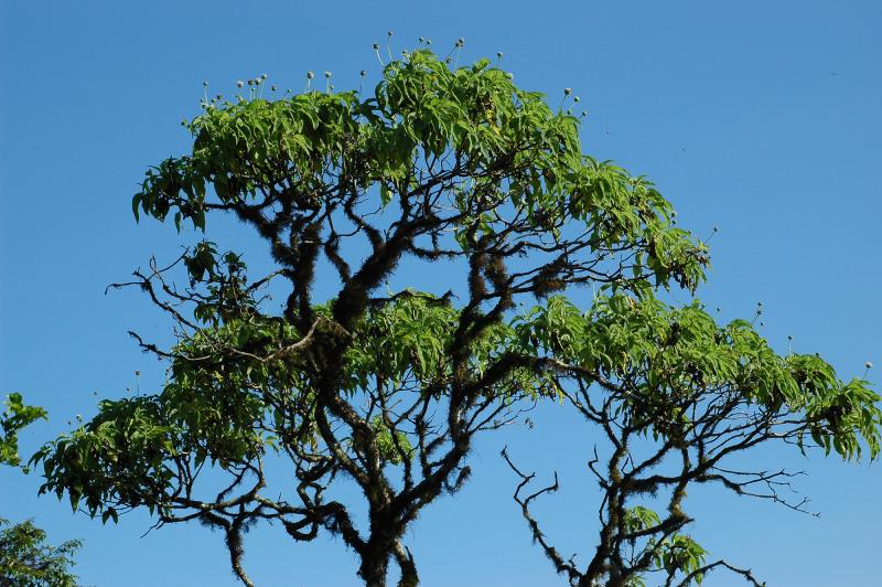 Revelan los secretos de las &quot;margaritas gigantes &quot; en Galápagos