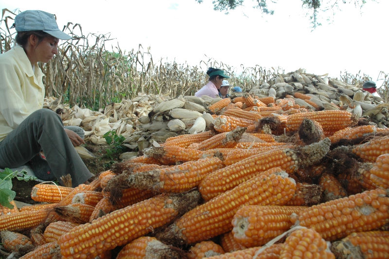 Lluvias afectan más de 3.000 hectáreas de maíz en Manabí