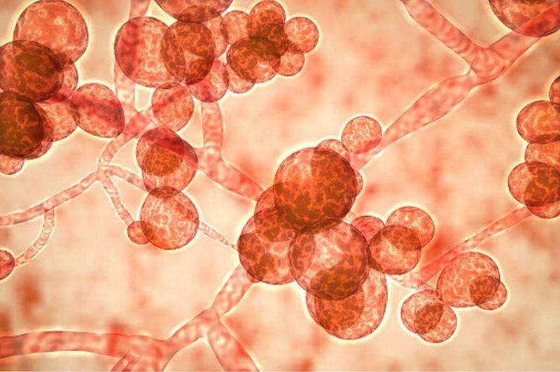Coronavirus: Candida auris, el otro hongo resistente a los antibióticos que amenaza a India