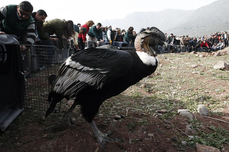 18 cóndores regresan a su hábitat en Chile recuperados de intoxicación