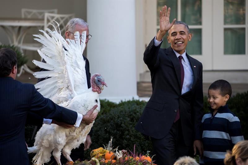 Obama indulta últimos pavos de Acción de Gracias como presidente