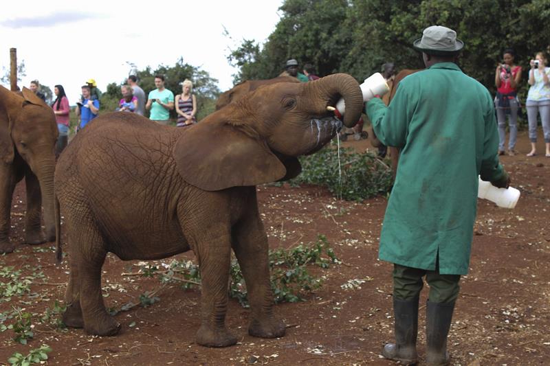 Conoce el orfanato de bebés elefante de Kenia