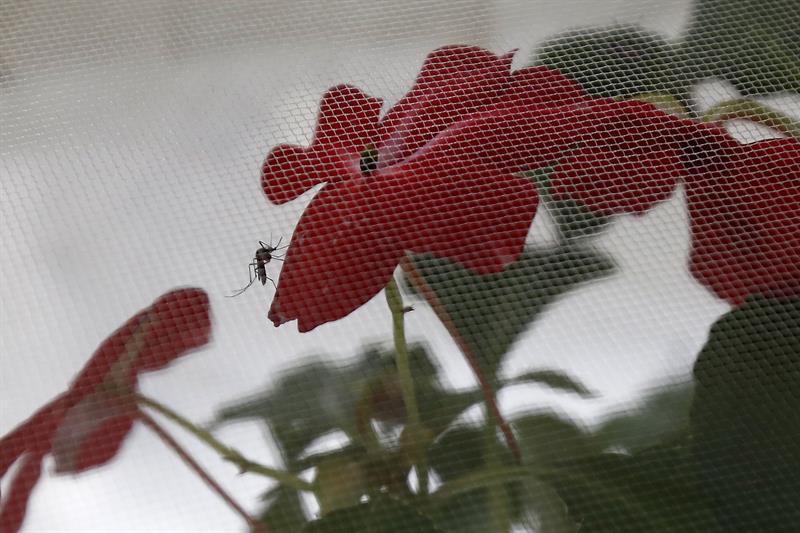 Investigadores brasileños buscan combatir con flores al mosquito transmisor del zika
