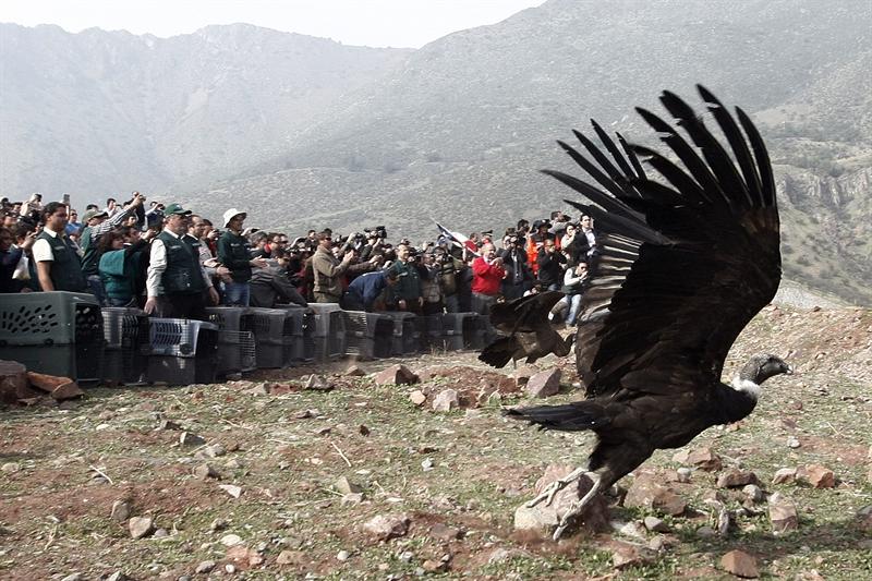 18 cóndores regresan a su hábitat en Chile recuperados de intoxicación