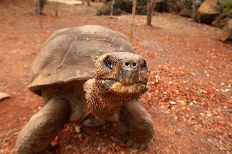El archipiélago de Galápagos se vuelca en defensa de sus lobos marinos