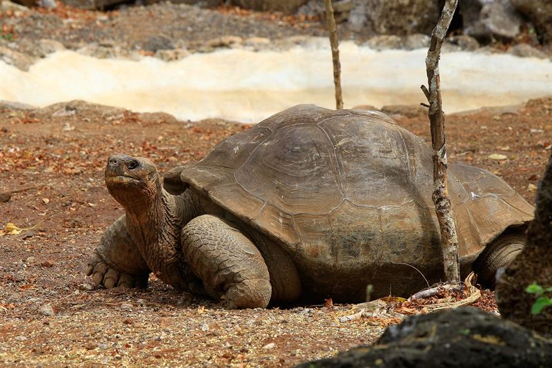 El archipiélago de Galápagos se vuelca en defensa de sus lobos marinos