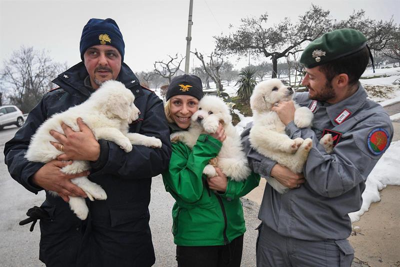 Italia: 3 cachorros rescatados de hotel devastado por avalancha