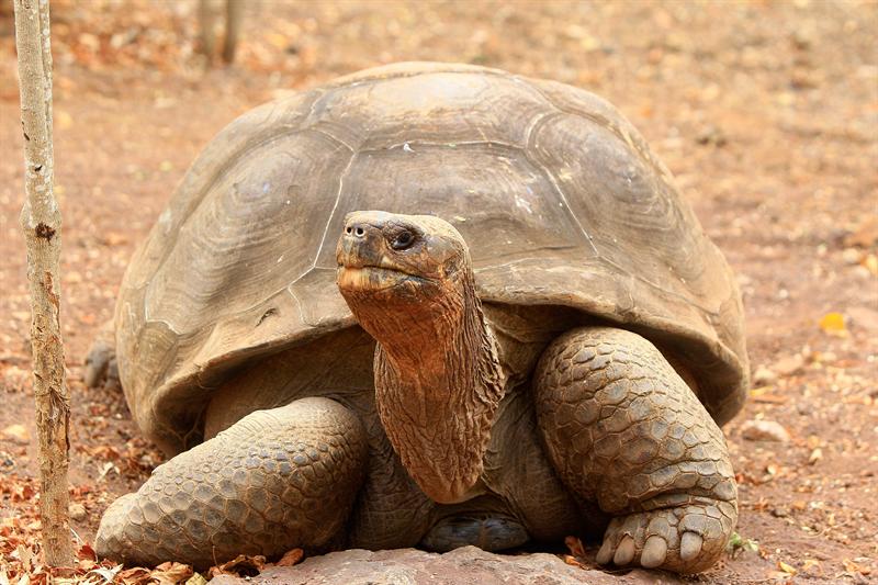 El archipiélago de Galápagos se vuelca en defensa de sus lobos marinos