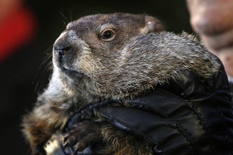 La marmota Phil pronostica seis semanas más de invierno en EE.UU.