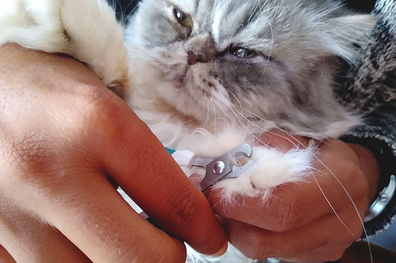 Mujer le devuelve el siseo a su gato mientras le corta las uñas