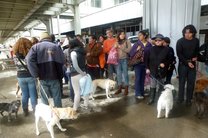 Municipio de Quito realizará brigada de esterilización para 800 mascotas