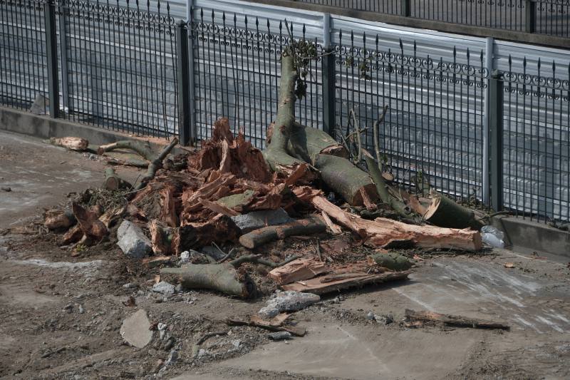 Municipio ordenó talar un ceibo porque interfería con la aerovía