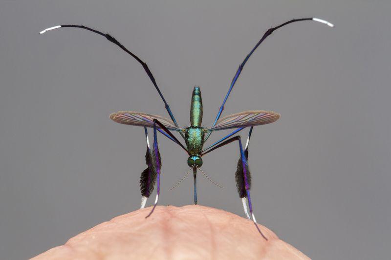 El mosquito más hermoso del mundo