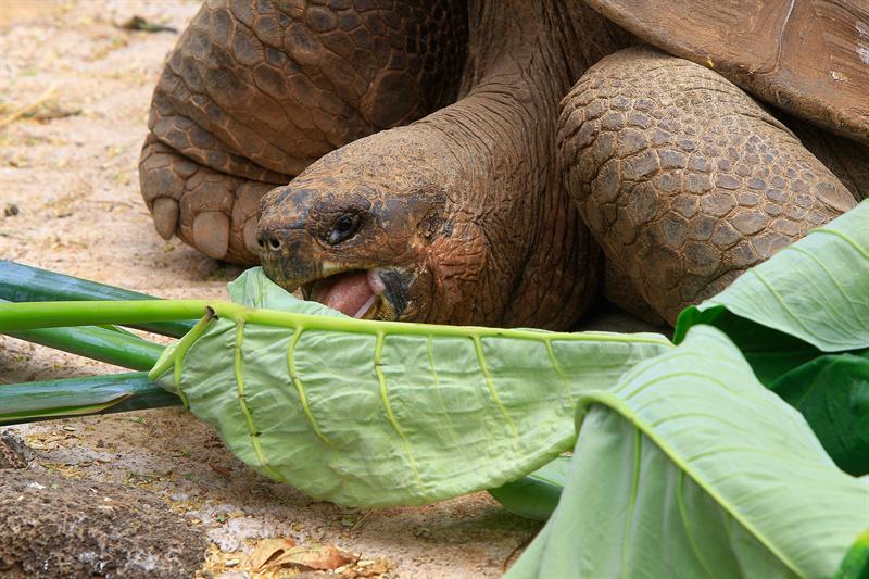 El archipiélago de Galápagos se vuelca en defensa de sus lobos marinos