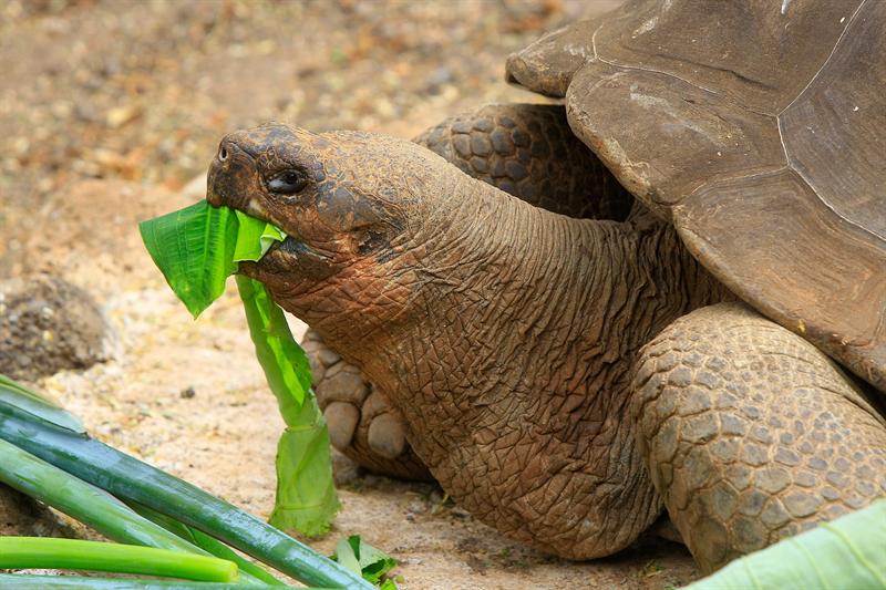 El archipiélago de Galápagos se vuelca en defensa de sus lobos marinos